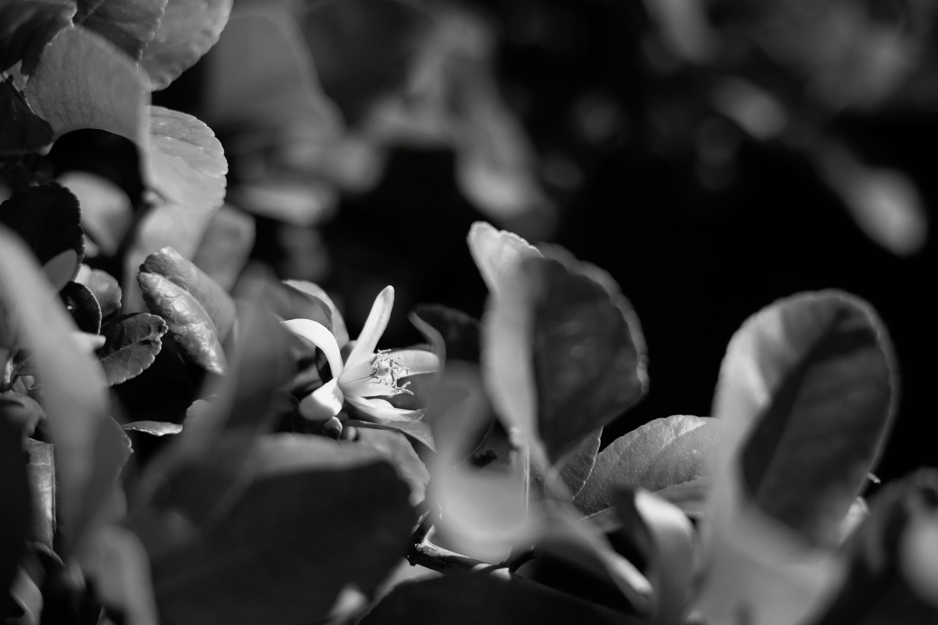 black and white photo of plant.