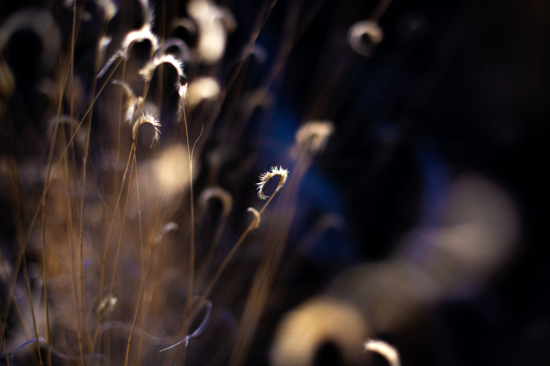 natural grass plants with blooms.