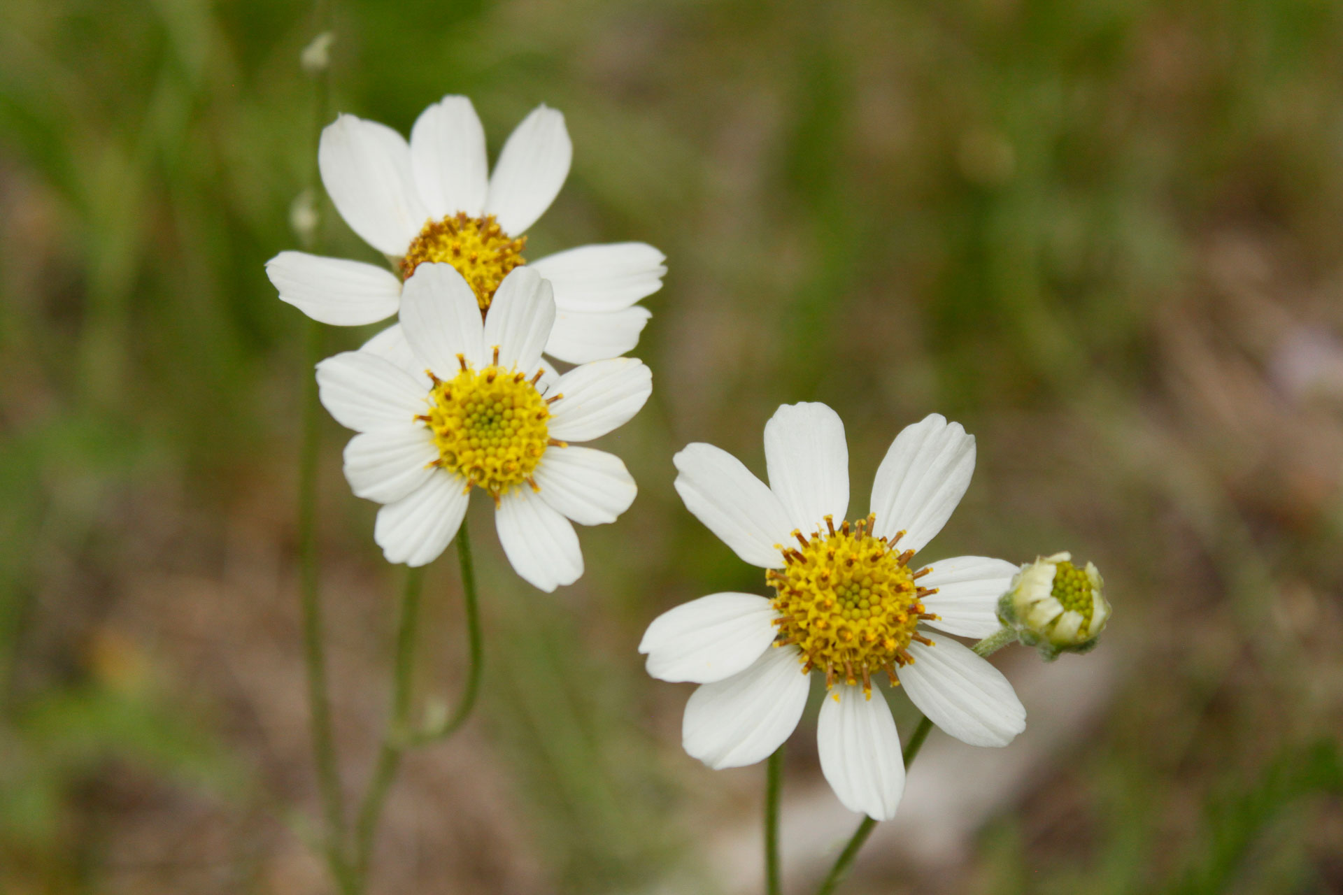 white flowers with yellow centers.