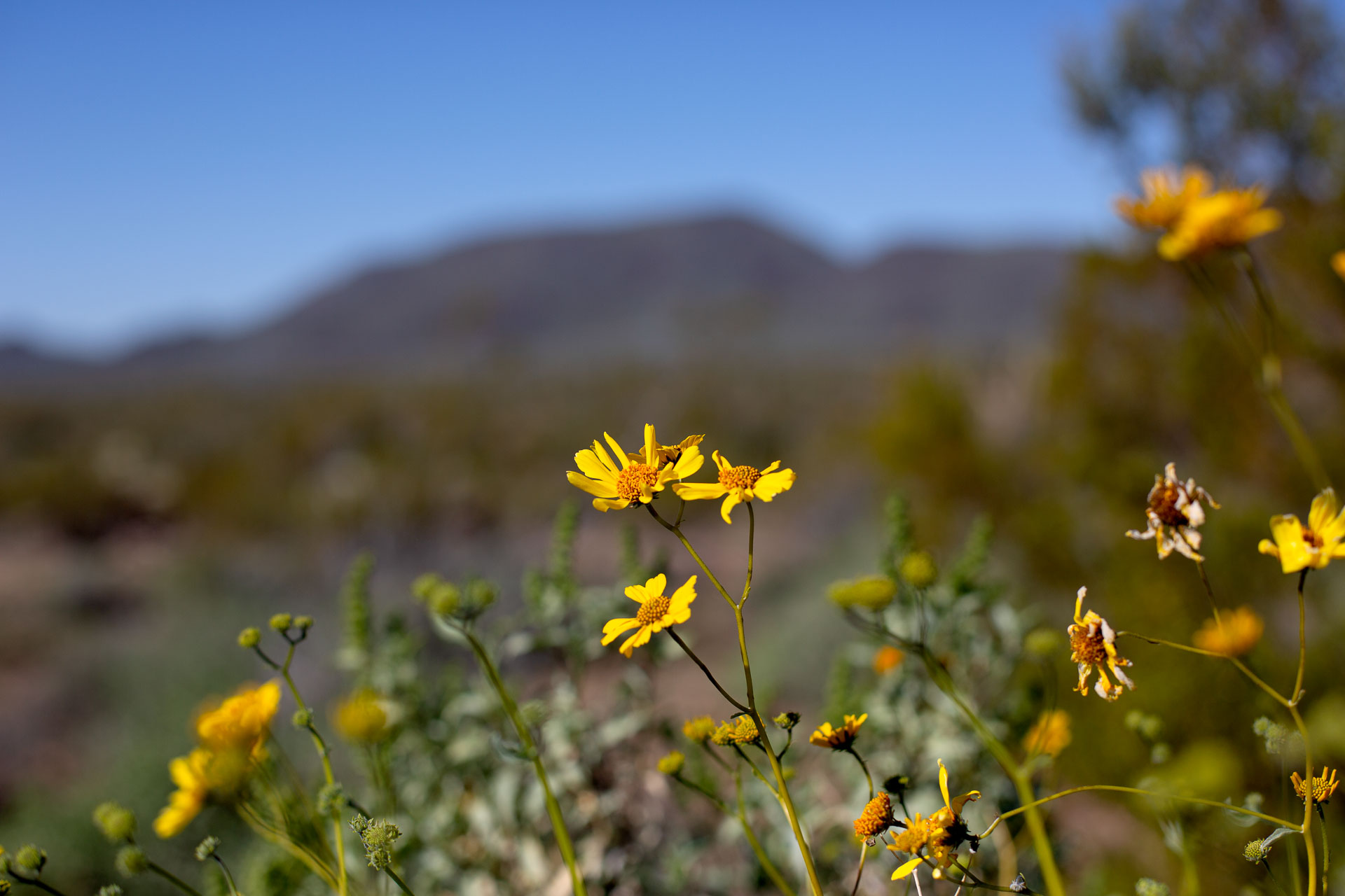 yellow flowers against bright blue sky.