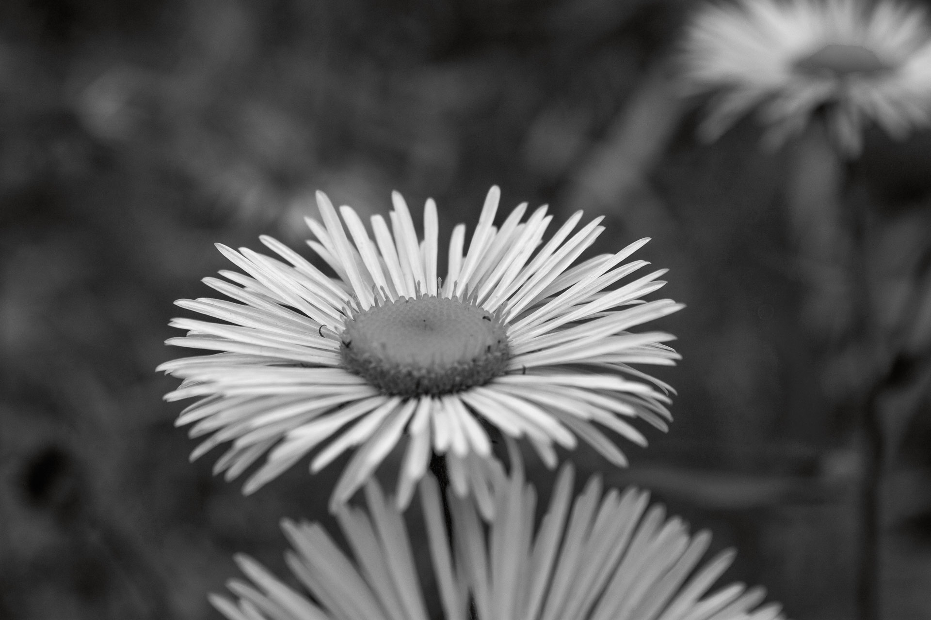 black and white photo of white flower.