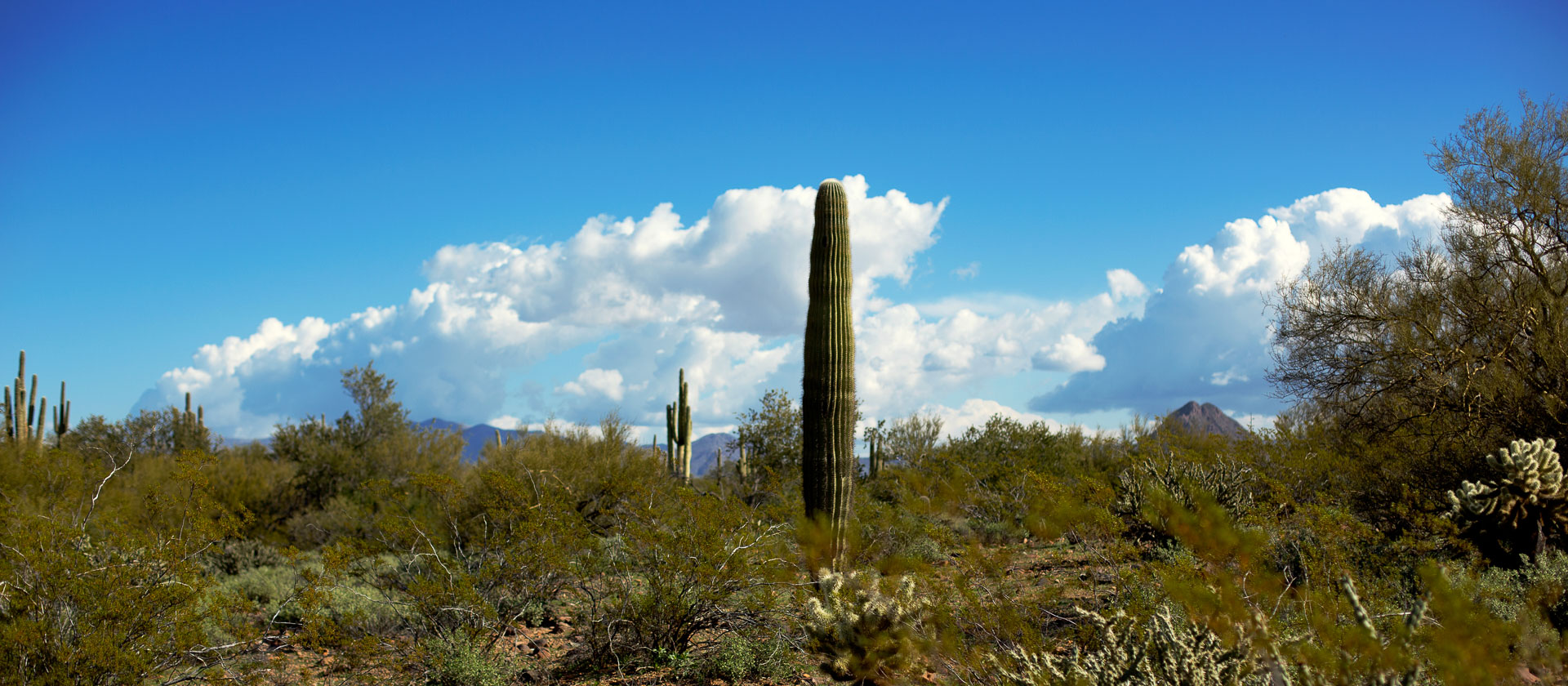 saguaro cactus in natural desert landscape. 