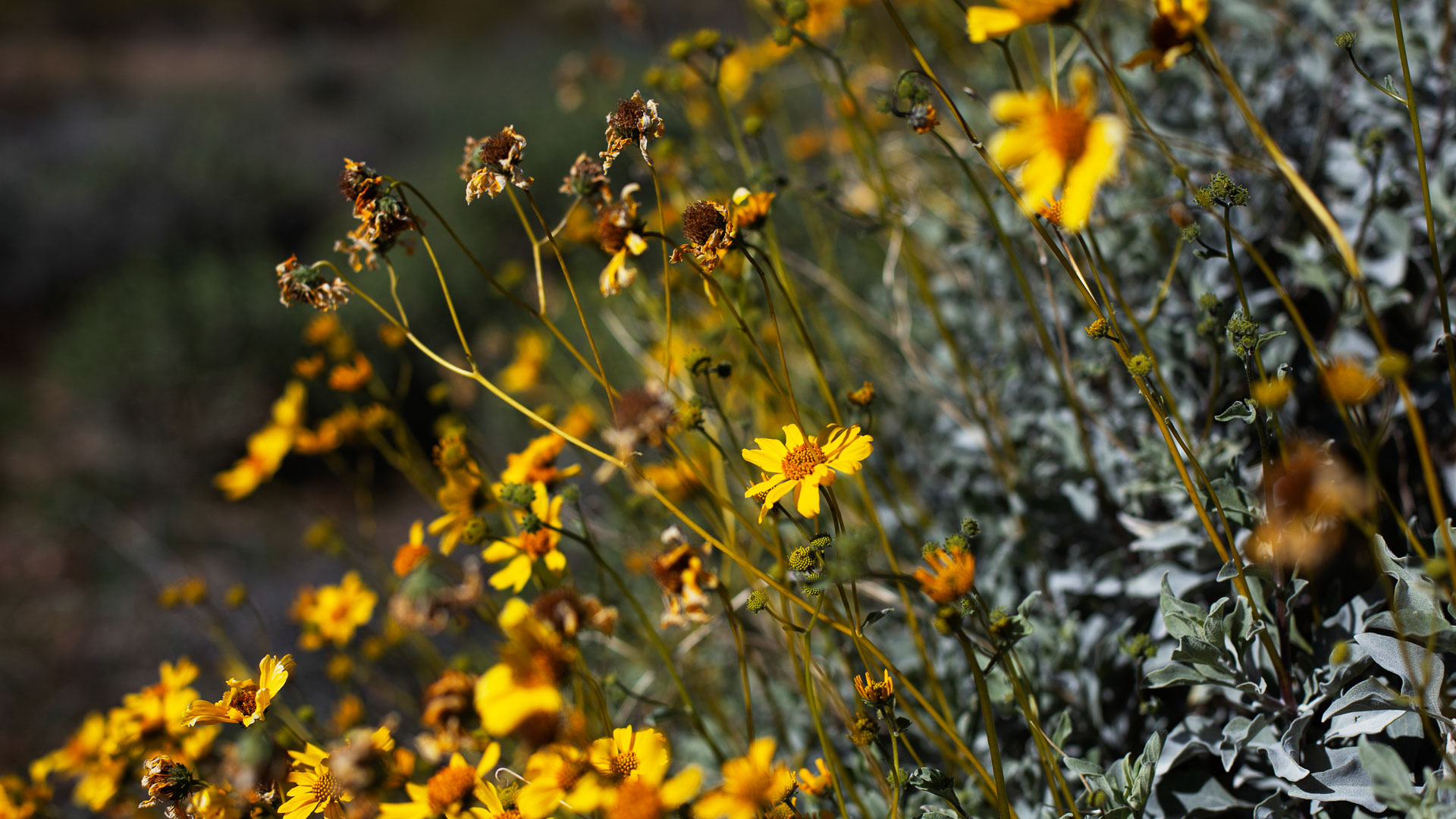 collection of yellow flowers.