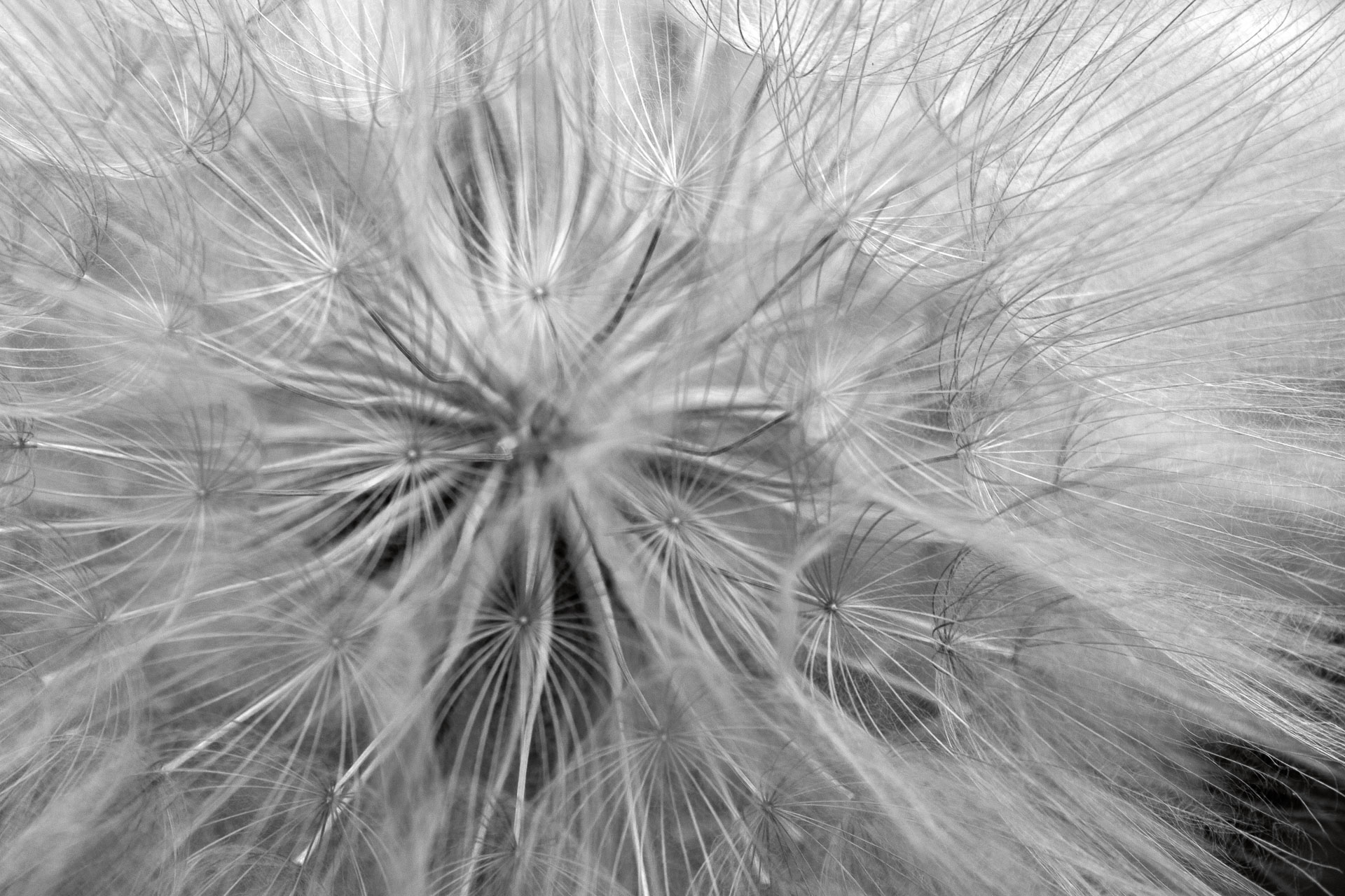 blooming dandelion.