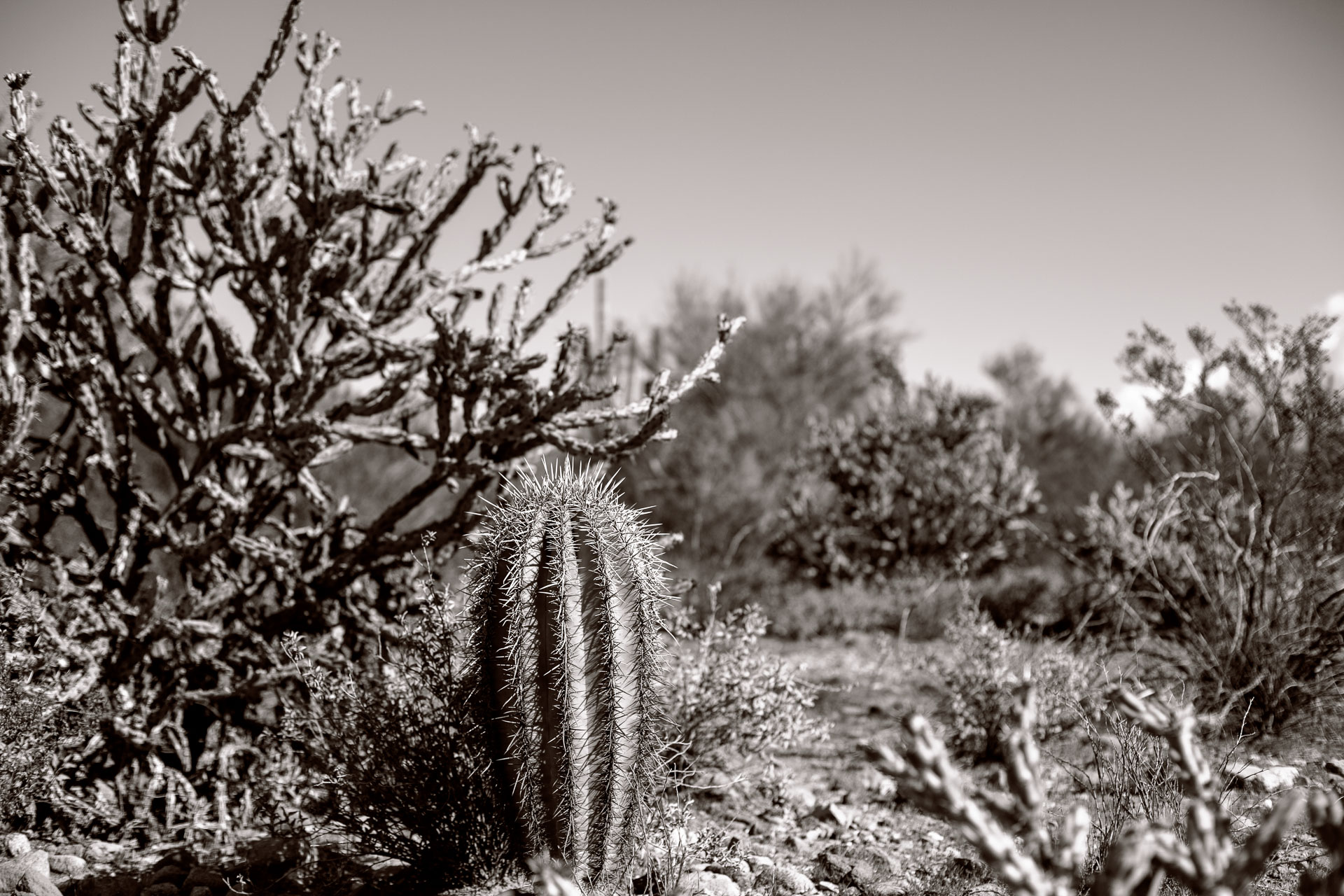 black and white photo of barrel cactus.