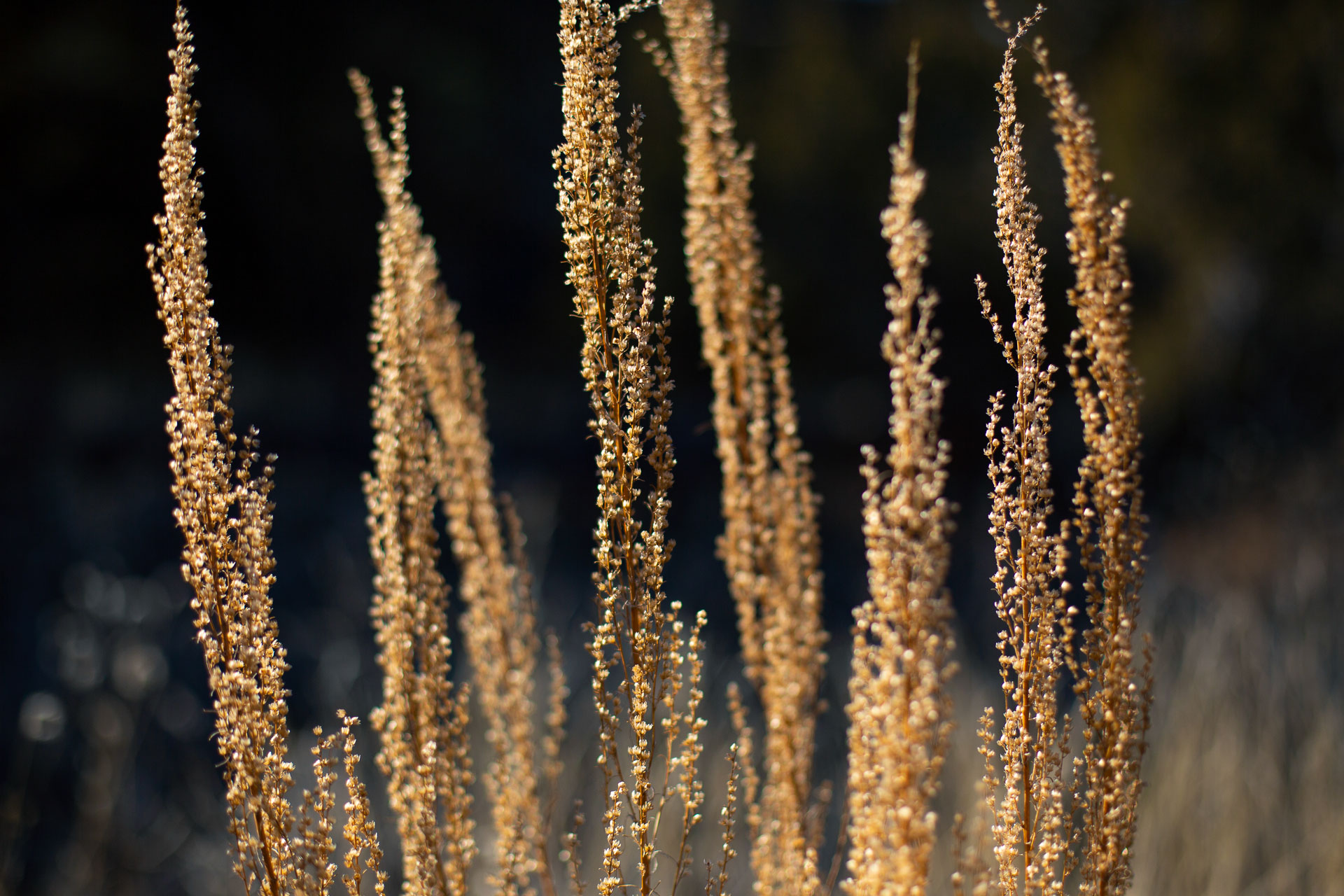 golden natural grass.