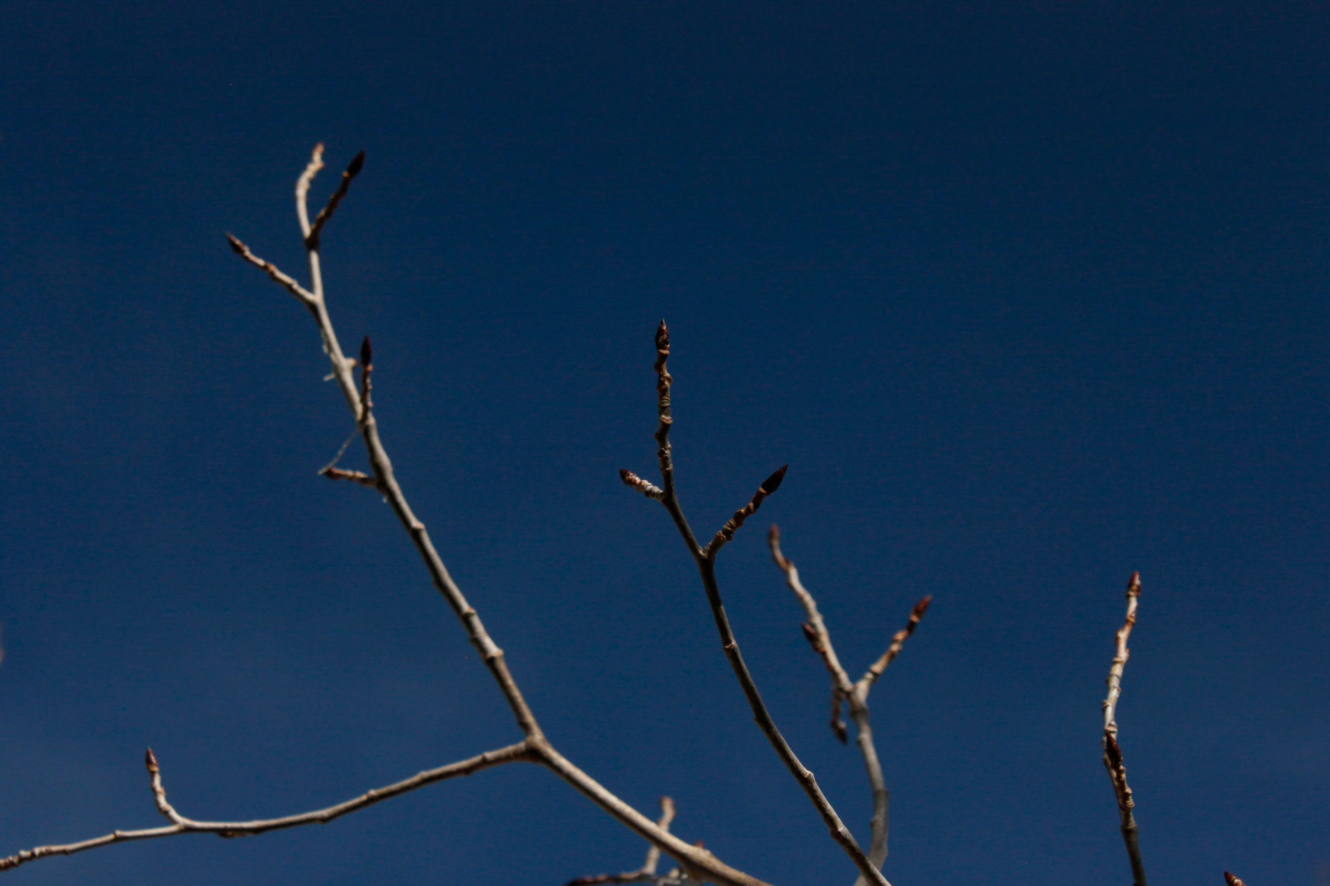 barren tree branch.