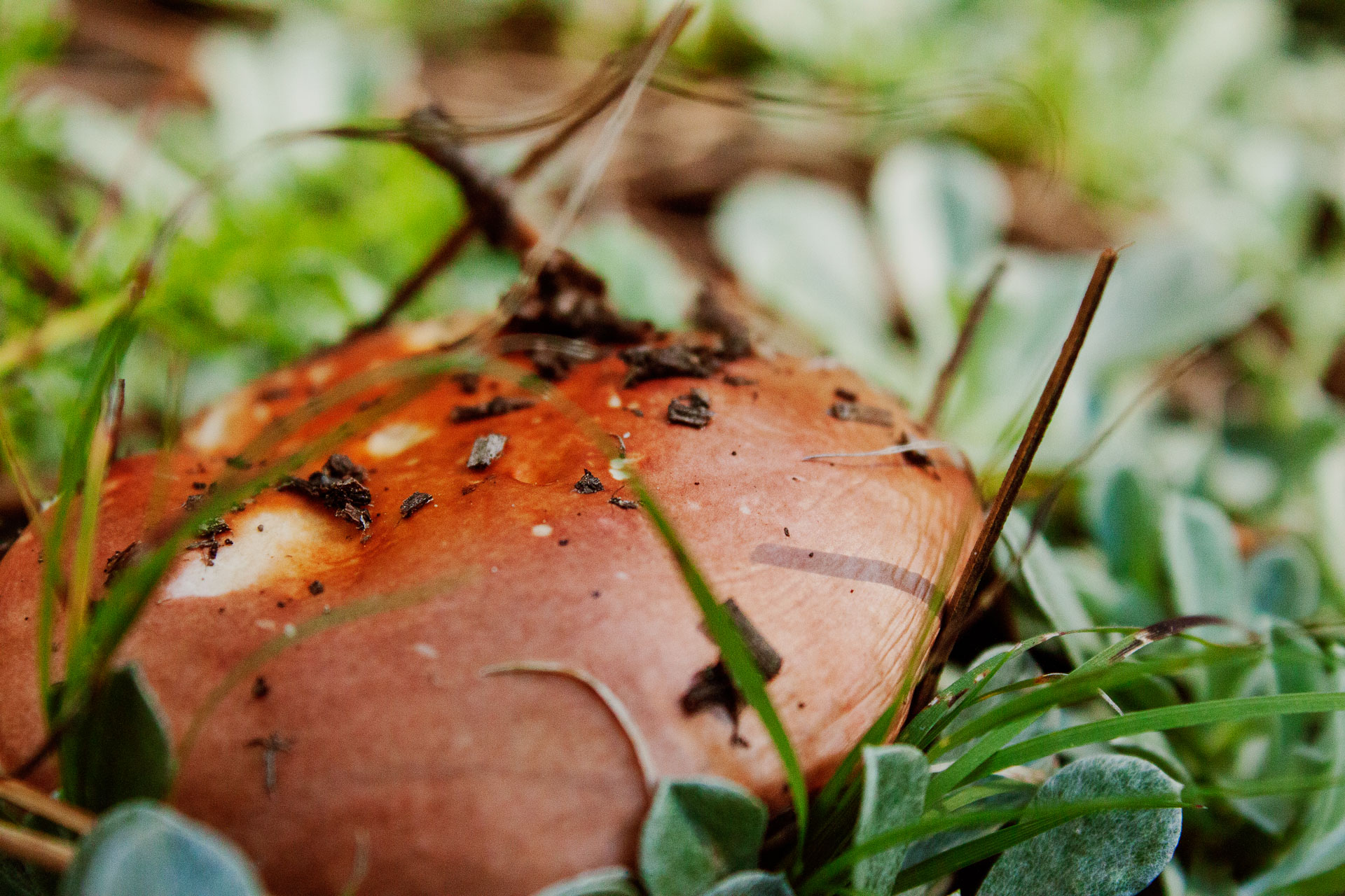 orange mushroom under greenery.