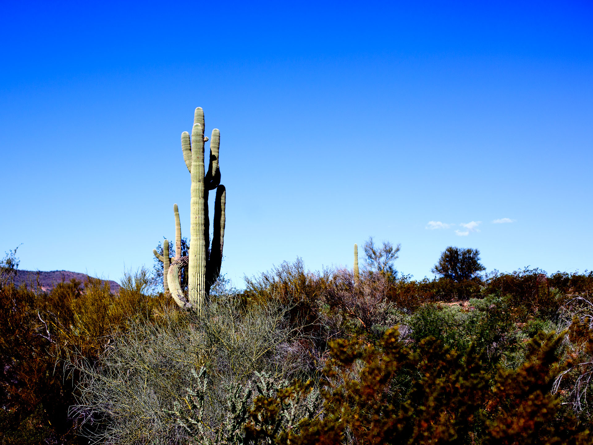 saguaro cactus in natural landscape.