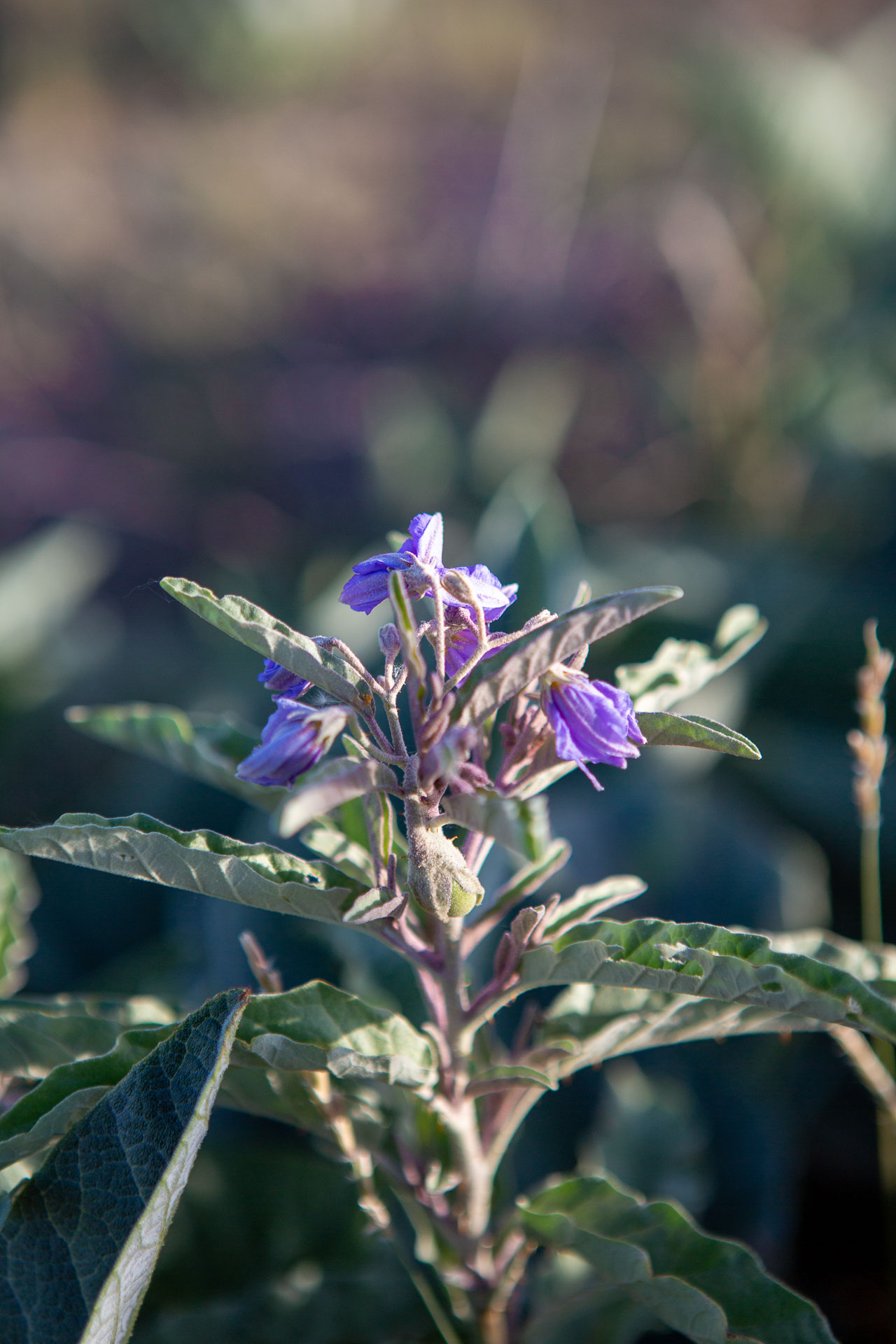 purple flower