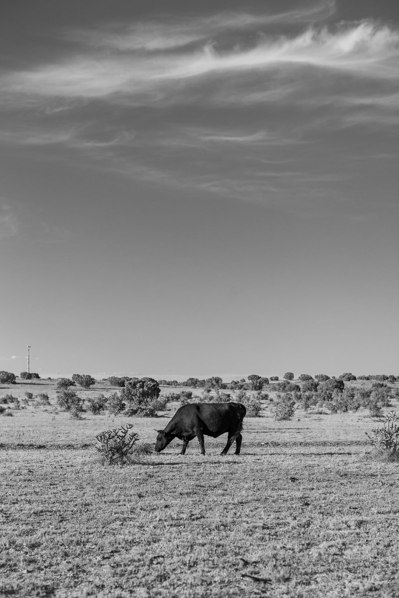 cow grazing in grass field.