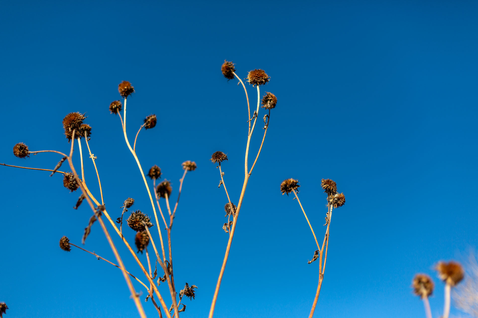 flowers blooming in front of bright blue sky.