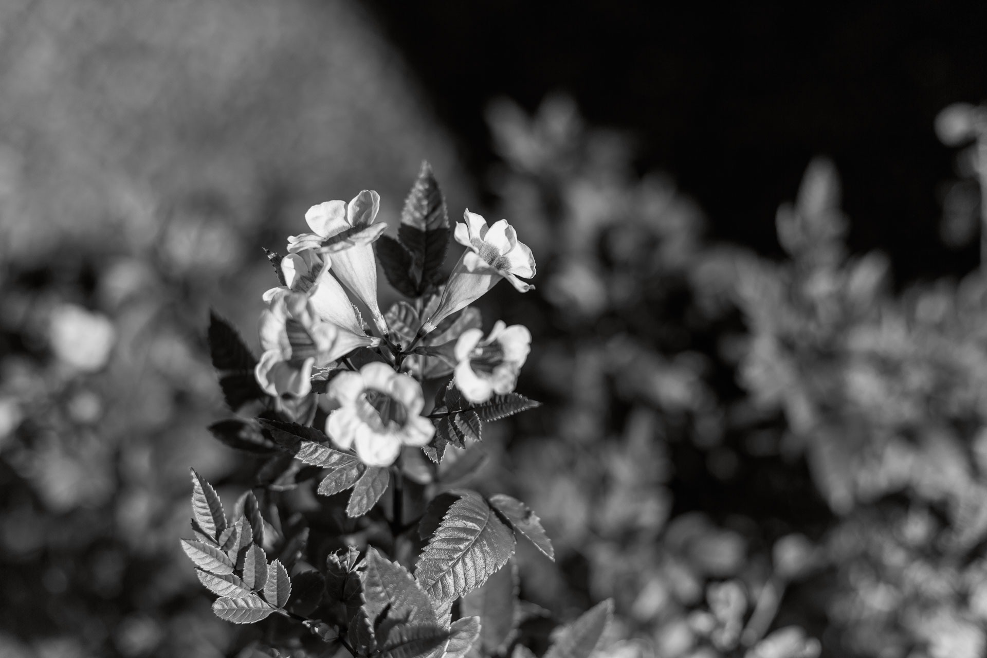 black and white flowers.