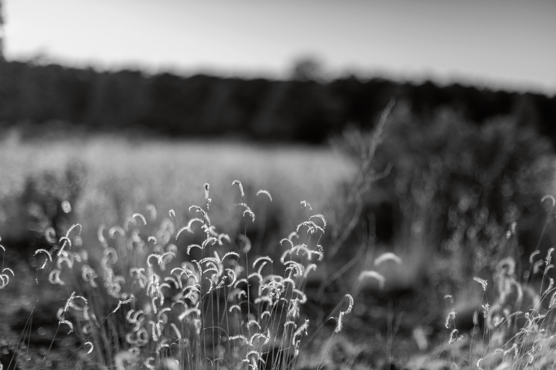 natural grass plants in black and white