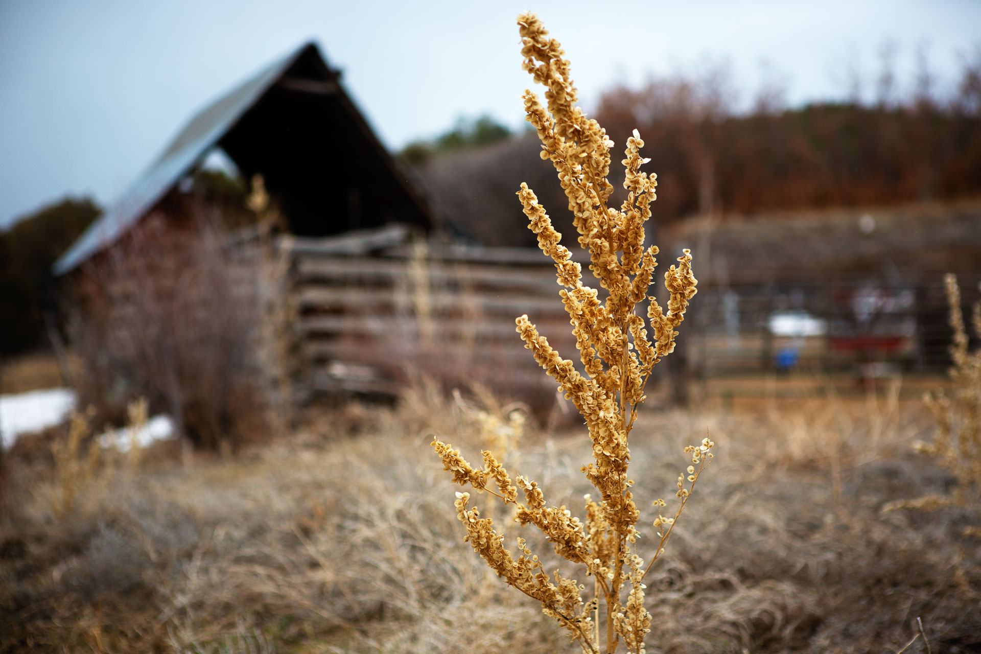 plant with old barn in background.