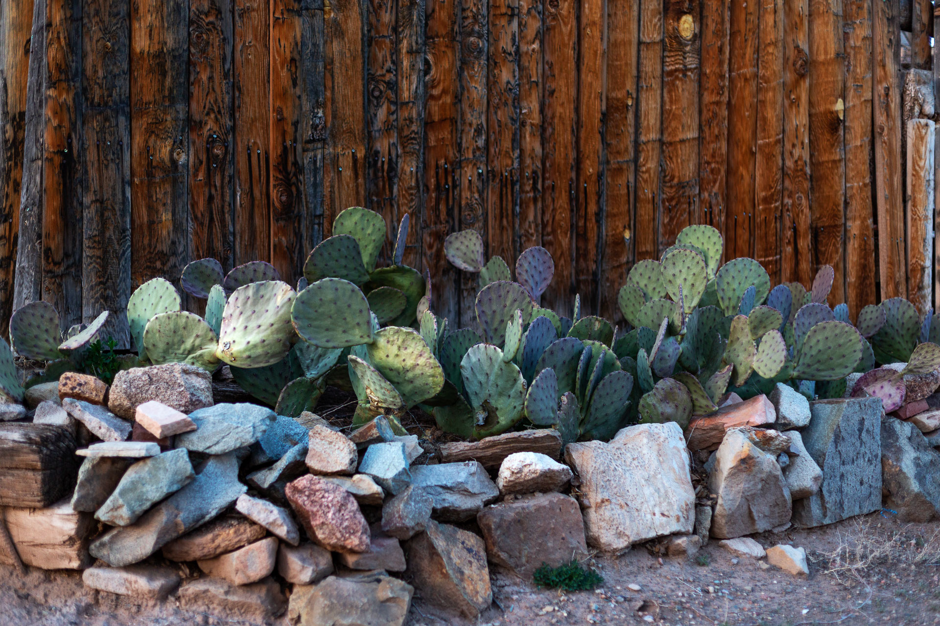 cactus growing in garden made by rocks.