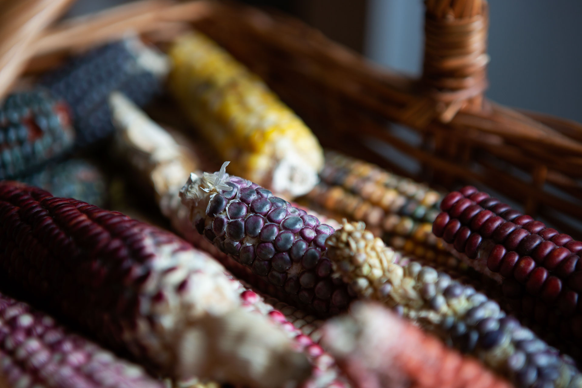 colorful corn in basket.