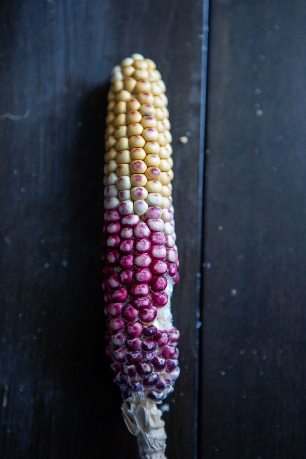 colorful piece of corn.