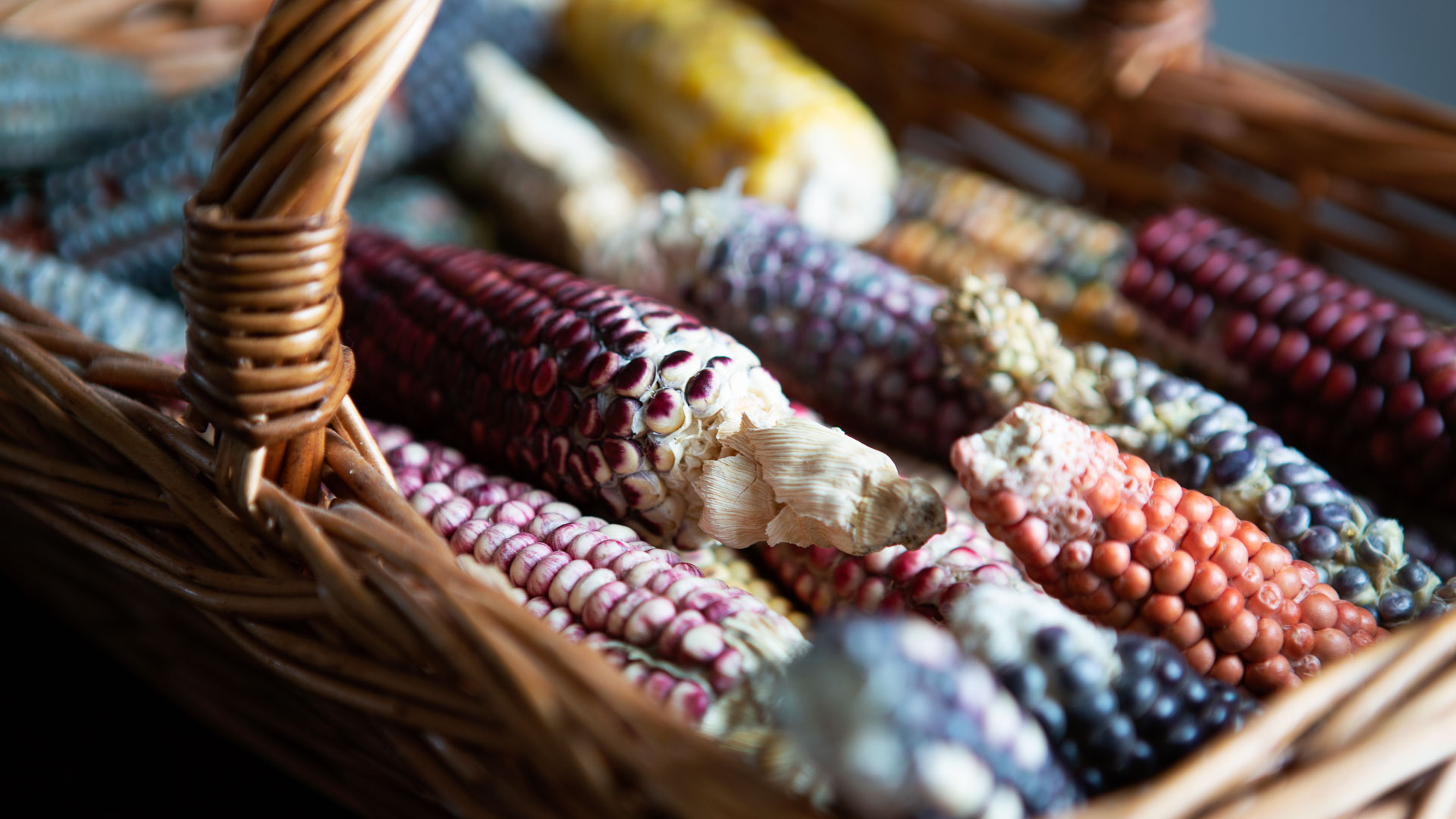 colorful corn in basket.