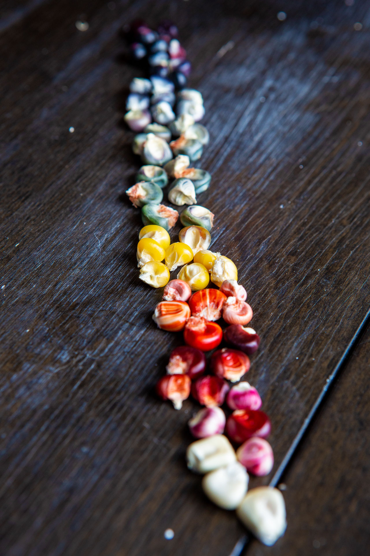 rainbow corn kernels.