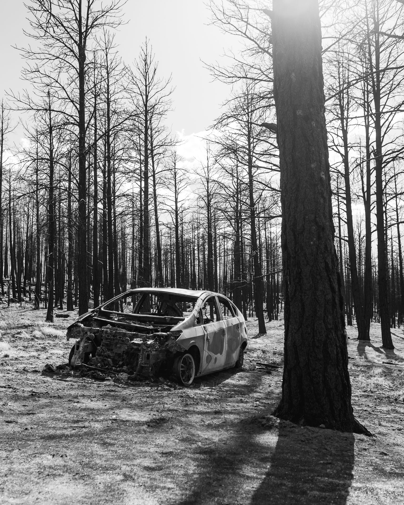 old car in forrest.