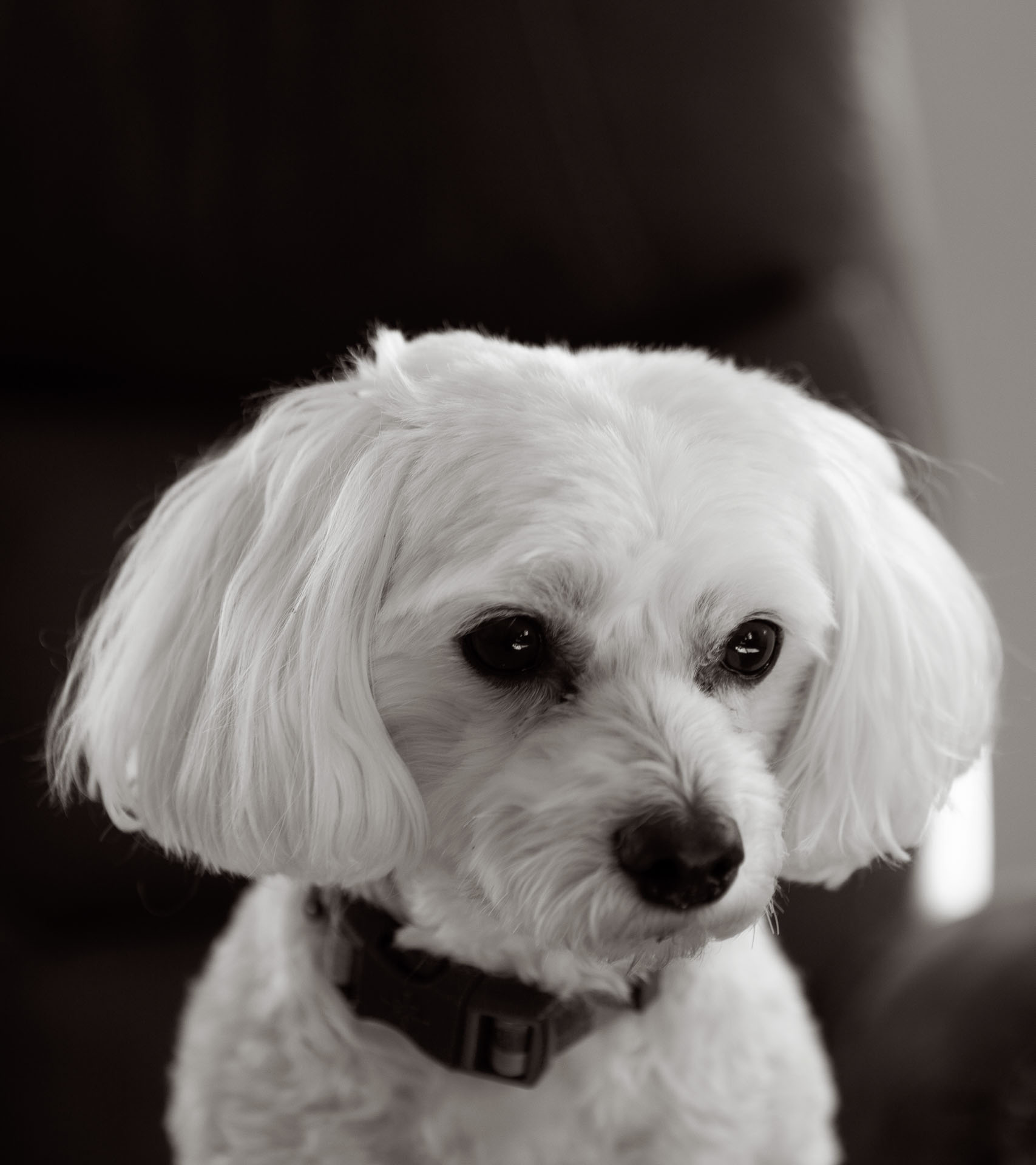 white dog looking off to the distance.