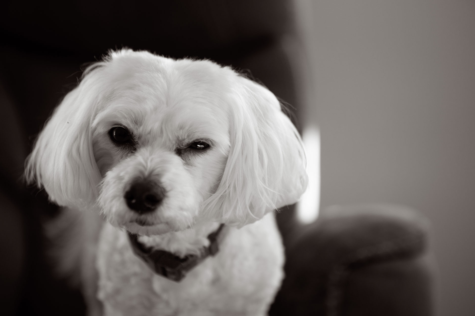 white dog glaring.