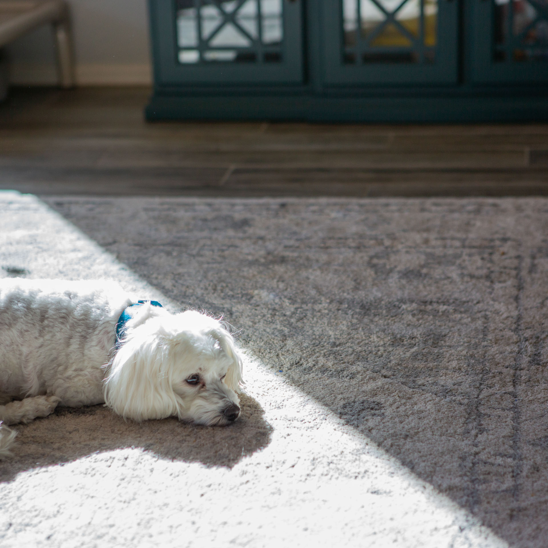 dog laying in sunlight.