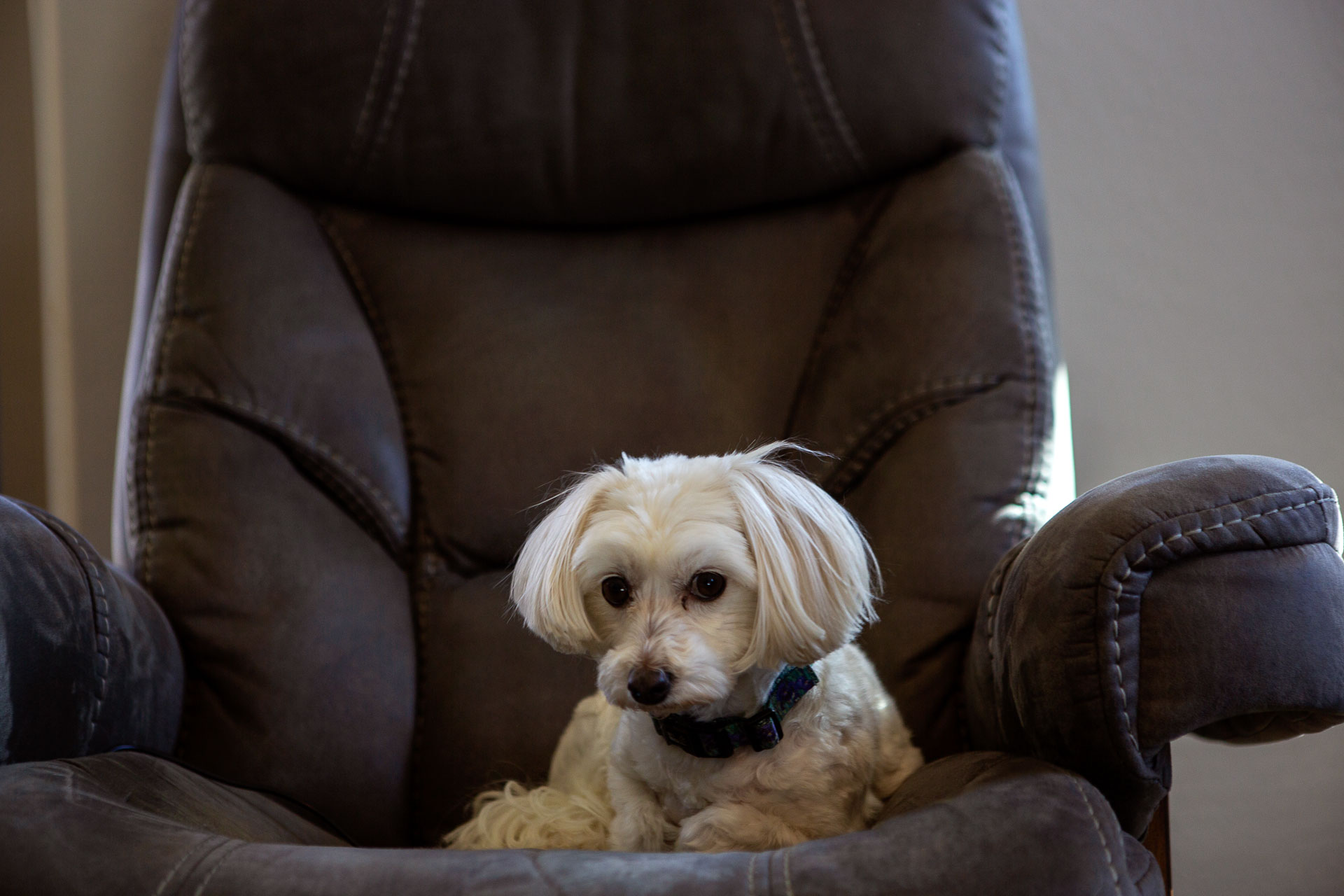 white dog sitting in chair.