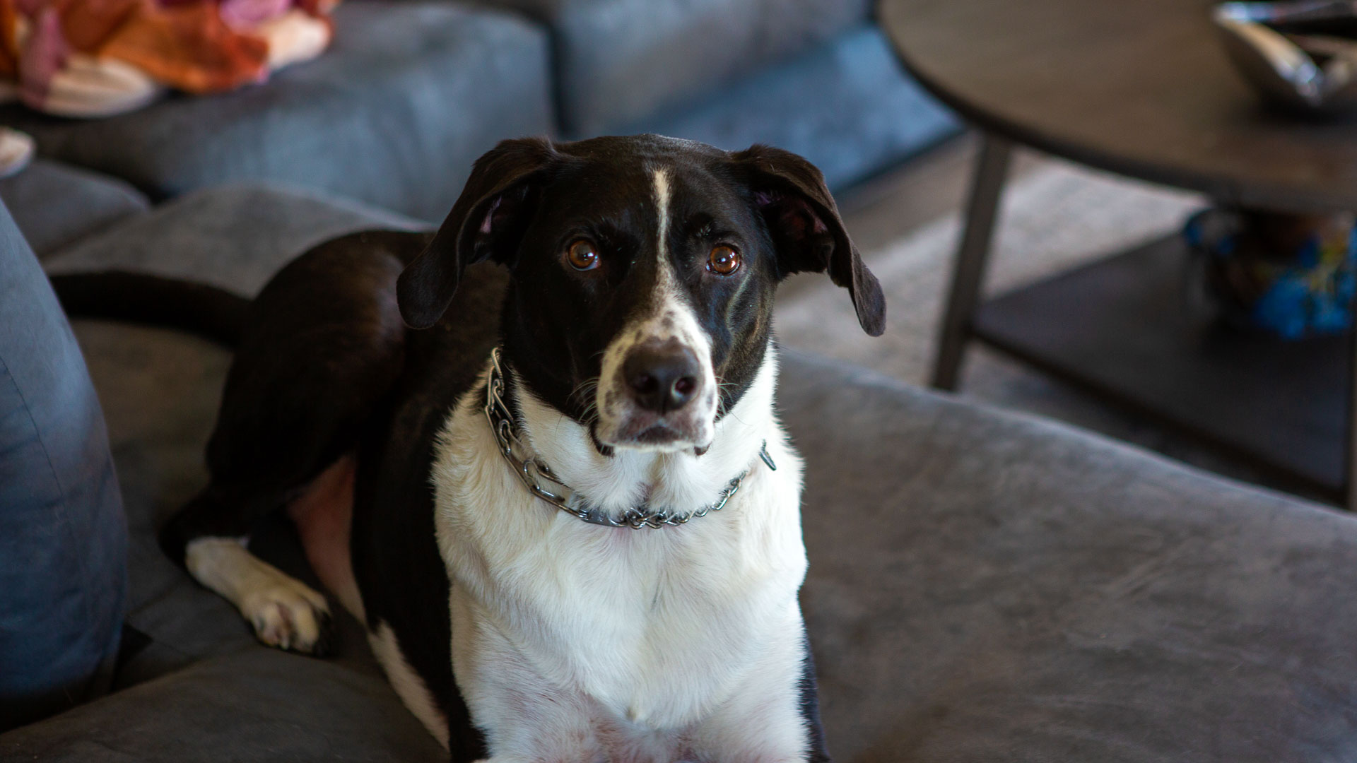 black and white dog sitting on couch.