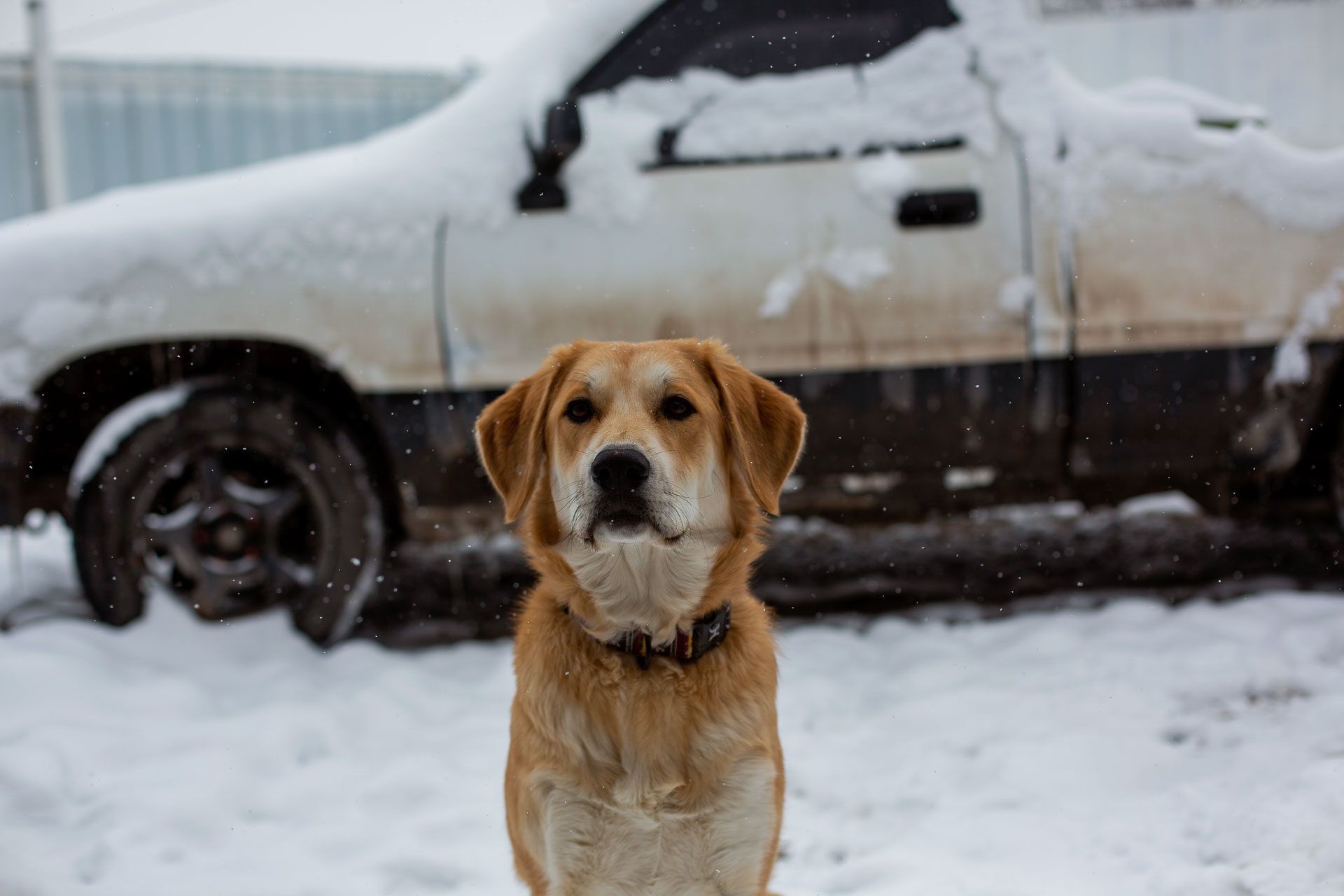 dog sitting in the snow.