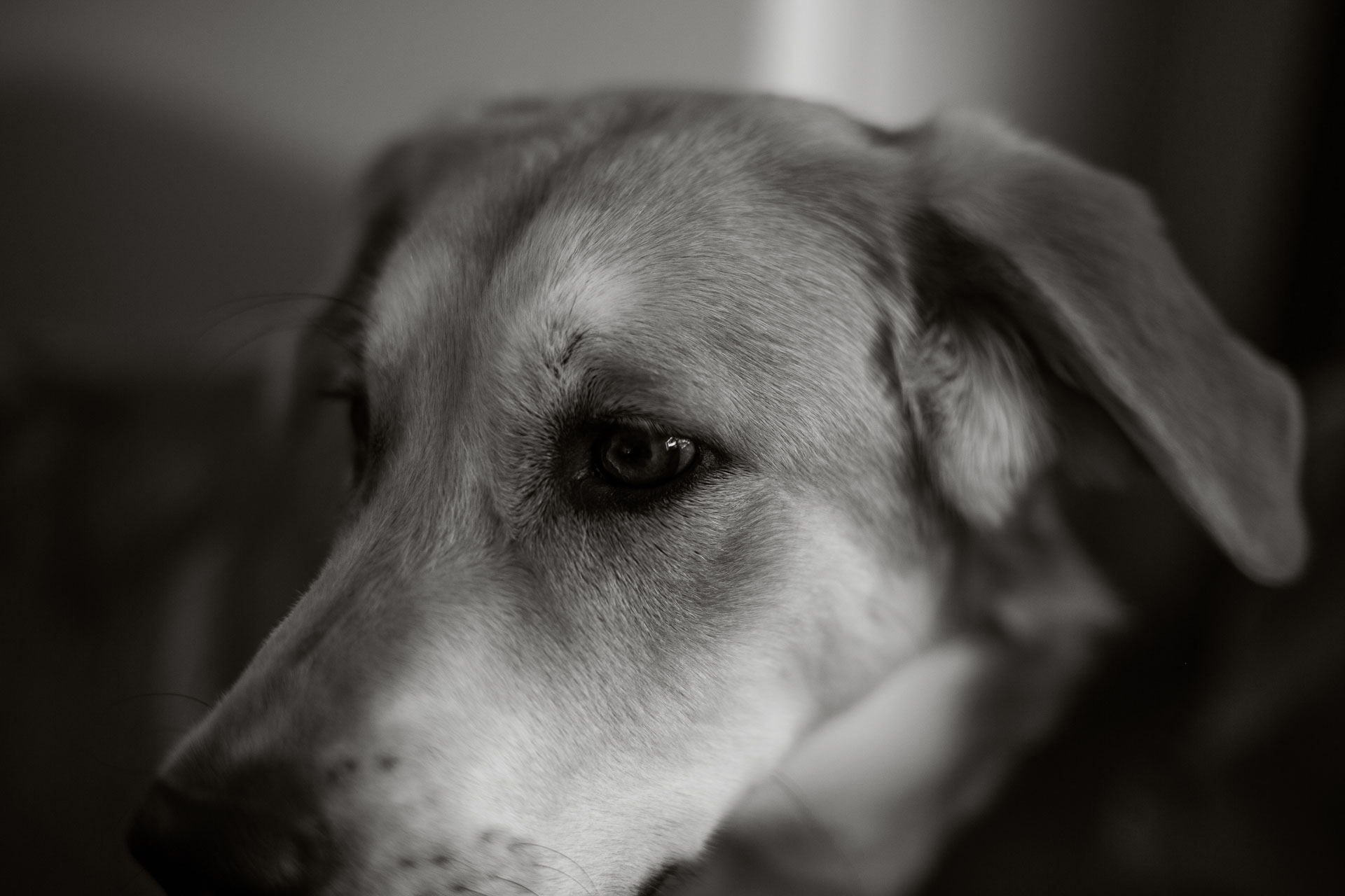 black and white photo of a dog.