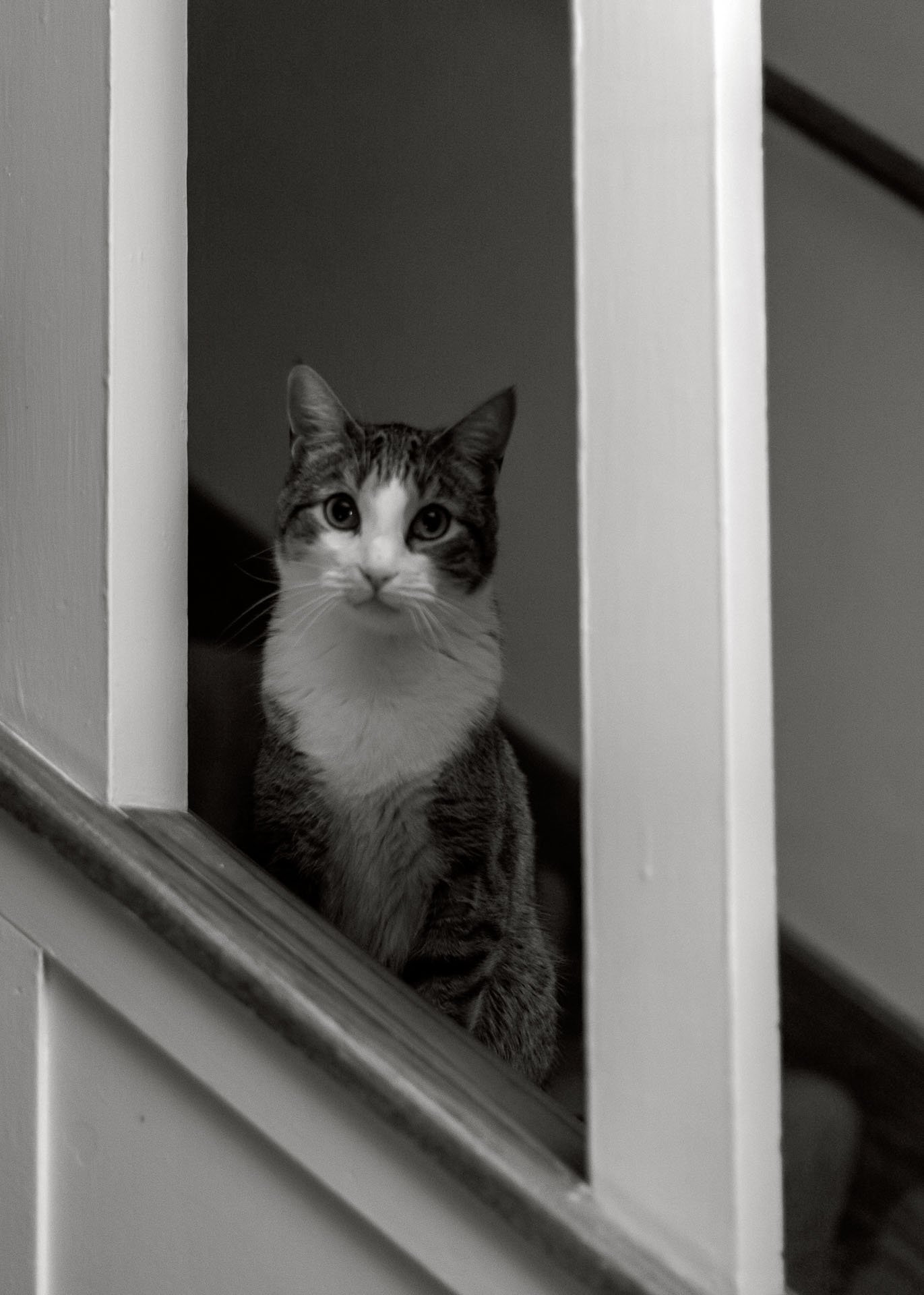 cat peering through stair railings.