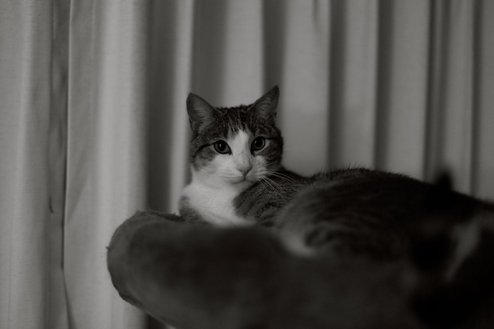 cat curled up on chair.