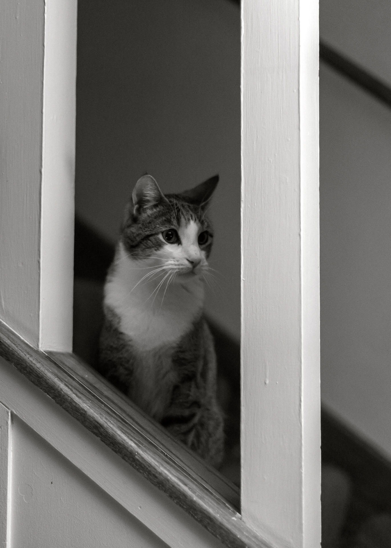 cat peering through stair railings.