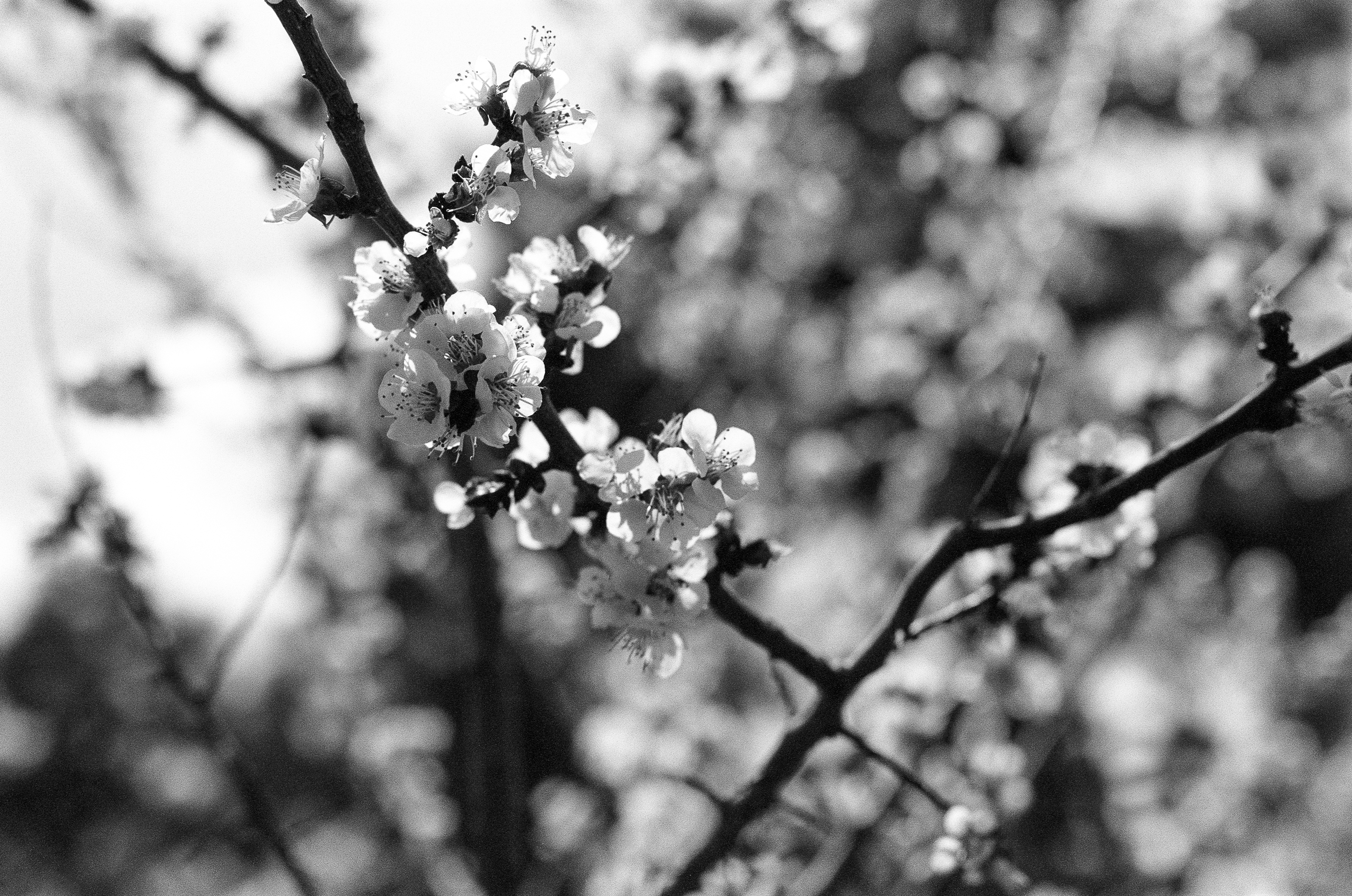 Cherry Blossoms 1 | 2023 | Los Alamos, NM