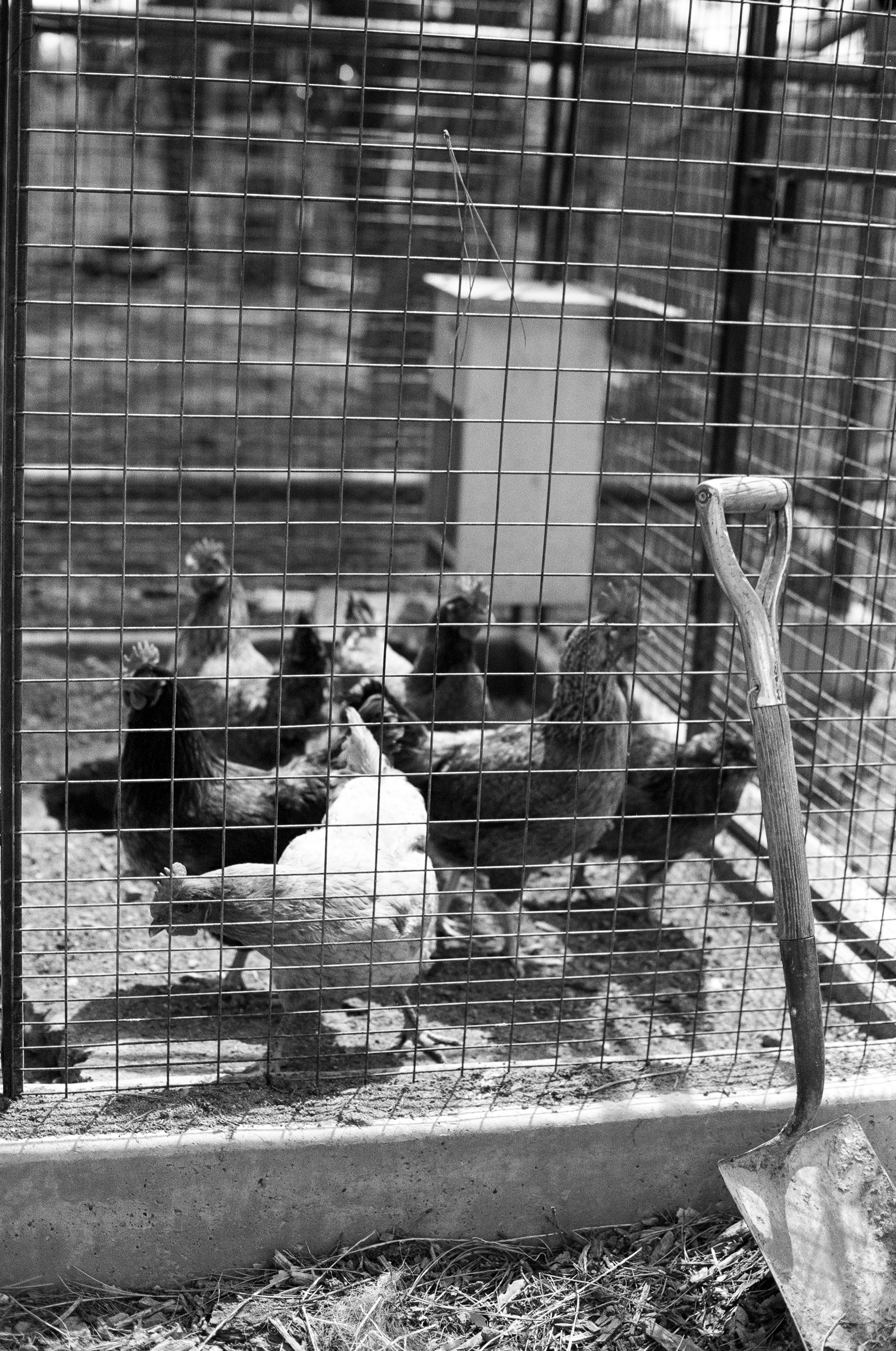 Chicken Portrait | 2023 | Los Alamos, NM