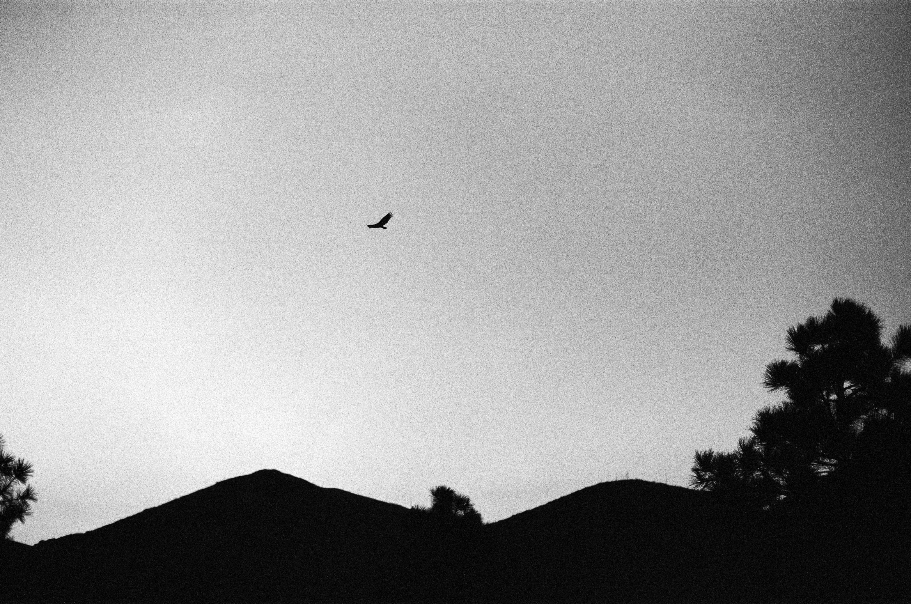 Turkey Vulture Flying in the Evening | 2023 | Los Alamos, NM