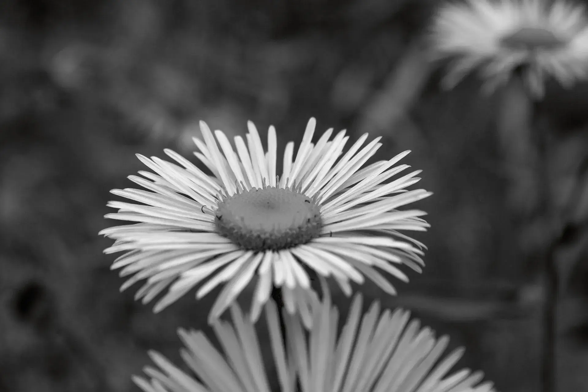 black and white photo of a flower in a field.